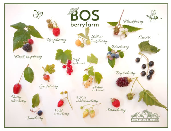 🧂日本青森限定|下北果園 手工動物造型藝術鹽