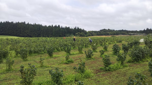 🧂日本青森限定｜下北果園 手工動物造型藝術鹽