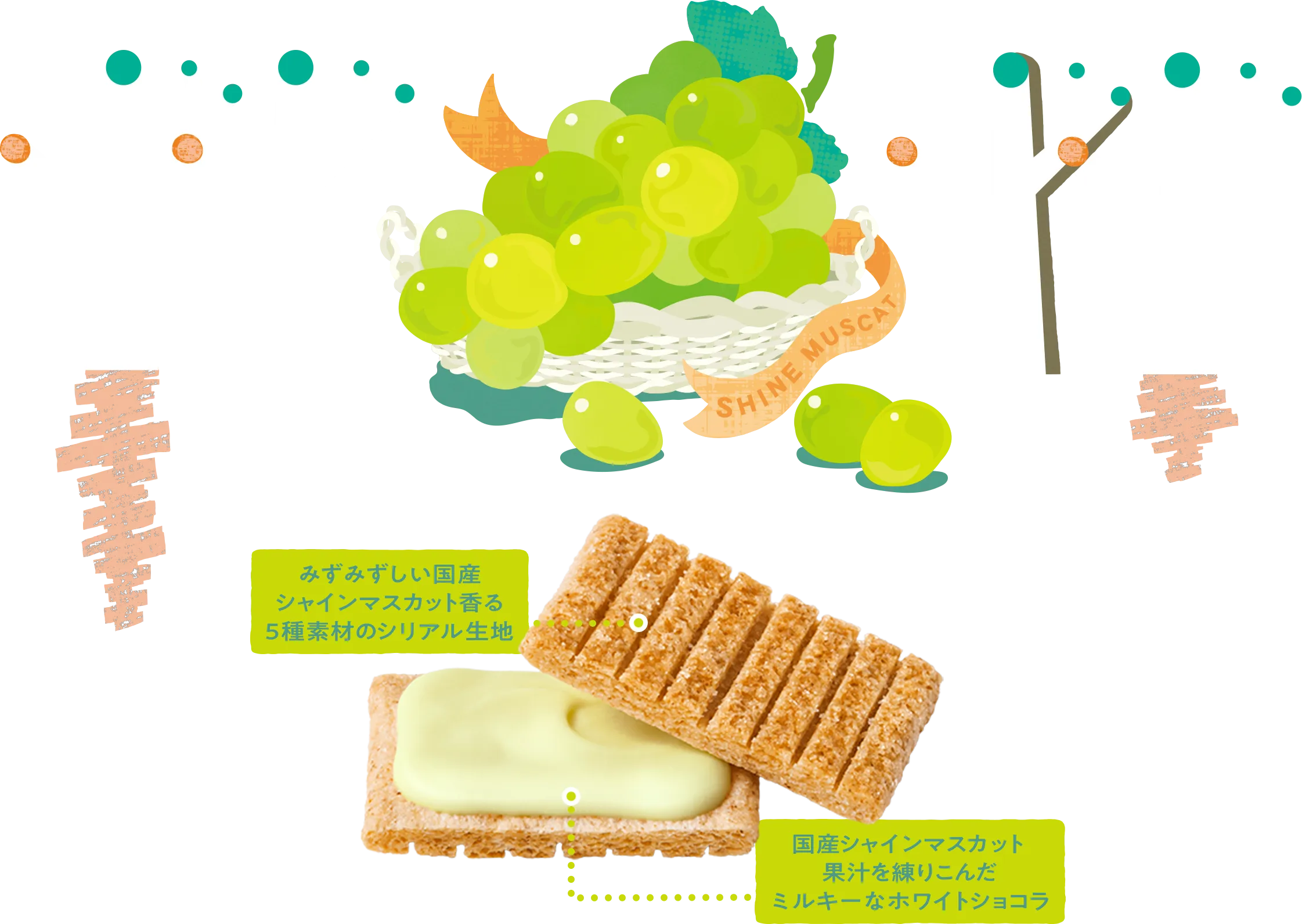 【夏季限定】砂糖奶油樹 シュガーバターサンドの木砂糖樹 麝香葡萄白巧克力夾心餅｜日本直送台灣